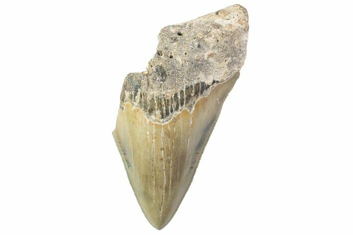 Partial, Fossil Megalodon Tooth - Serrated Blade #374073